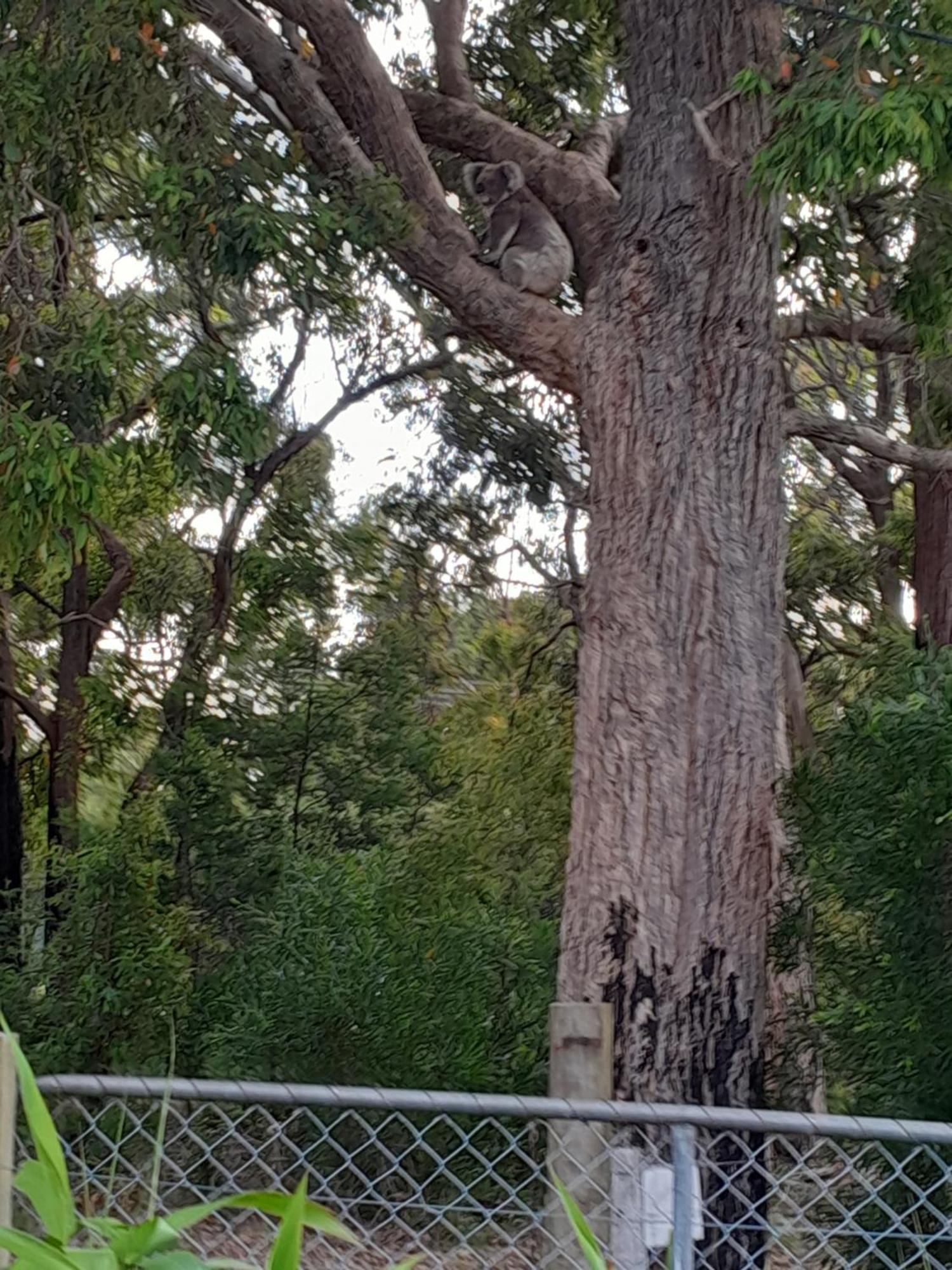 Coola Studio Mallacoota Exterior photo